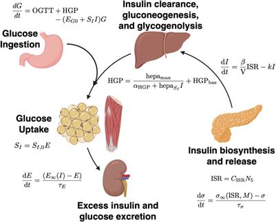 Data assimilation on mechanistic models of glucose metabolism predicts glycemic states in adolescents following bariatric surgery